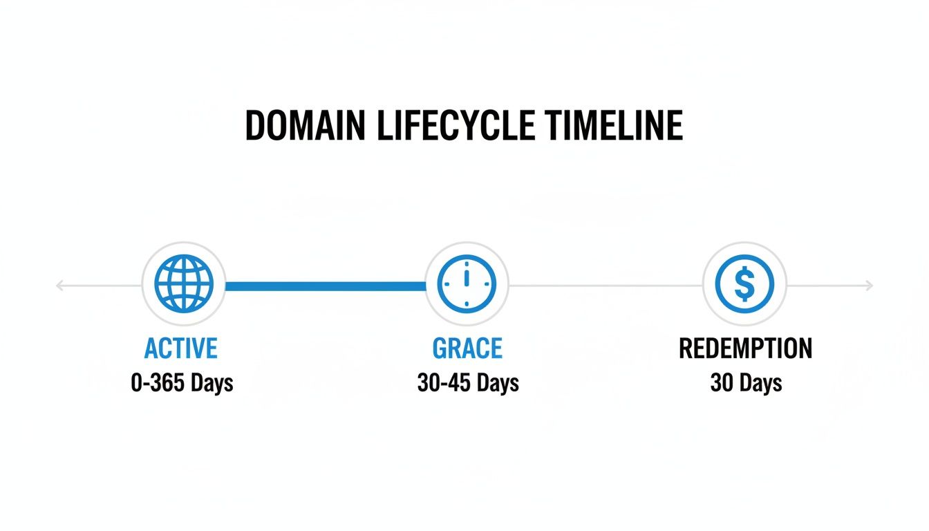 Timeline illustrating the domain lifecycle stages: Active, Grace, and Redemption periods.