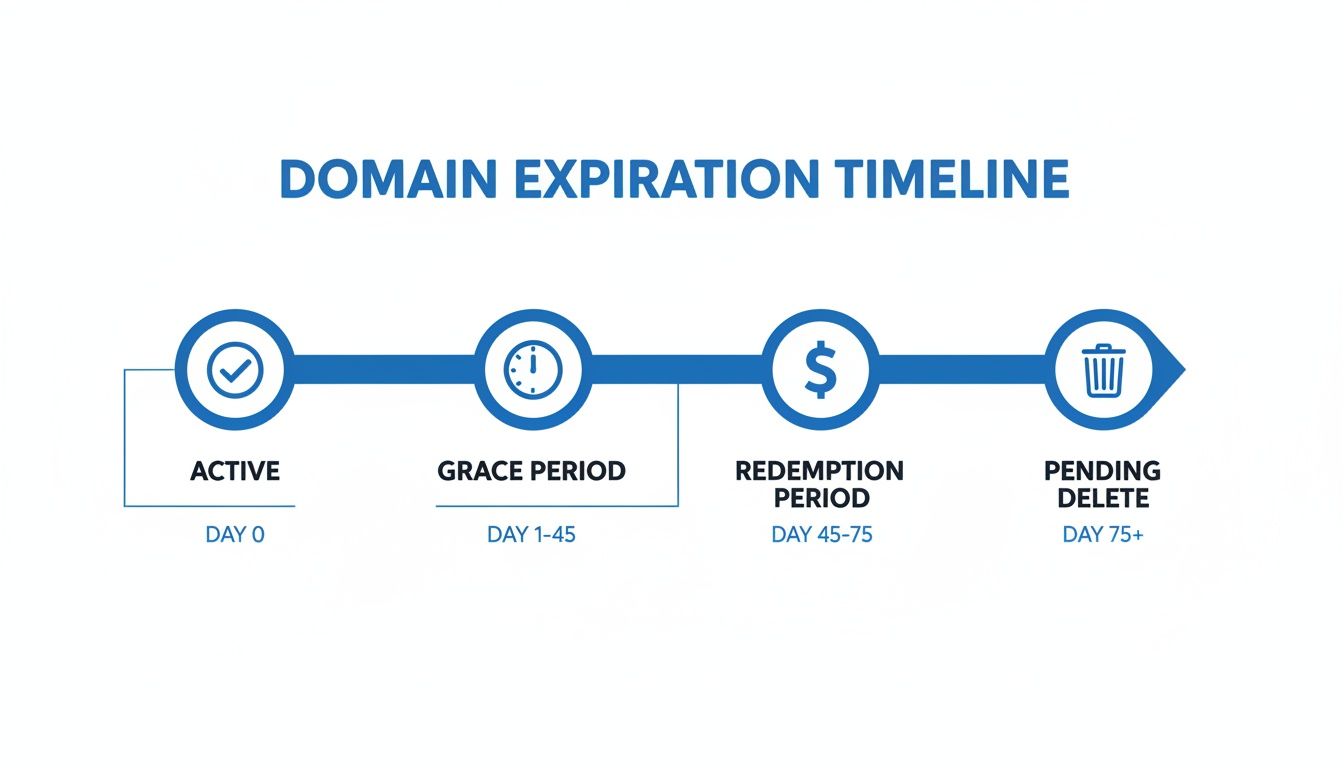 A domain expiration timeline showing active, grace period, redemption period, and pending delete stages with day ranges.