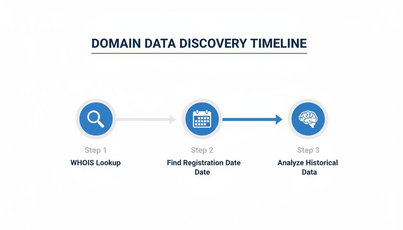 Infographic showing the domain data discovery timeline, from WHOIS lookup to historical data analysis.