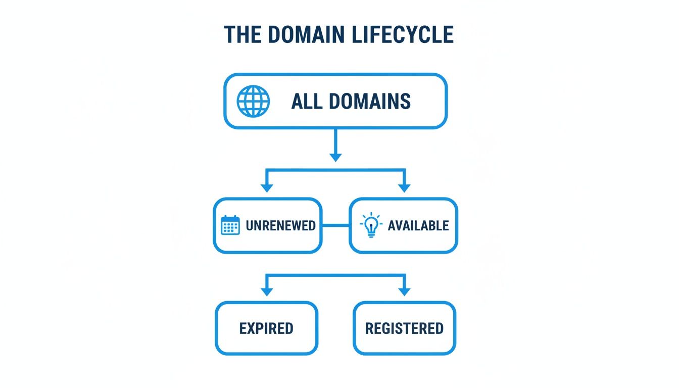 Flowchart illustrating the domain name lifecycle, showing stages like unrenewed, available, expired, and registered.