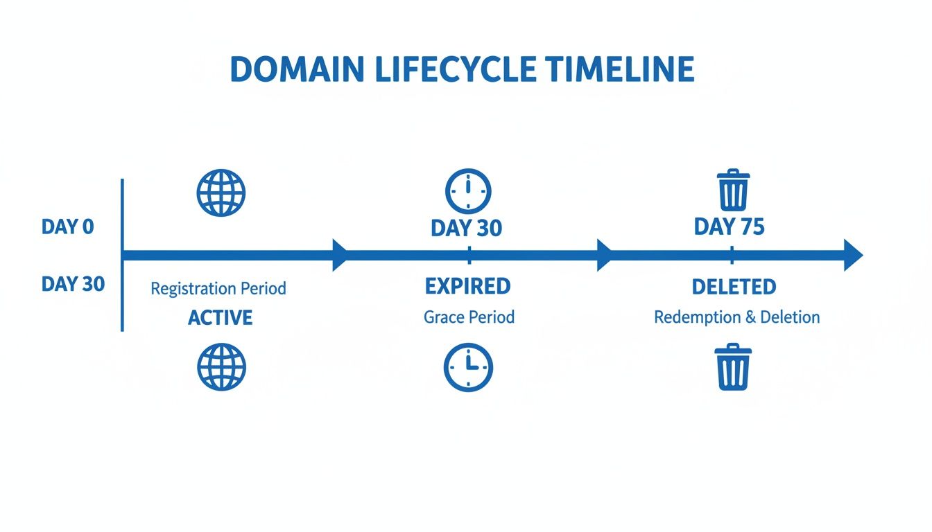 A clear timeline infographic demonstrating the domain lifecycle, including active, expired, and deleted stages.