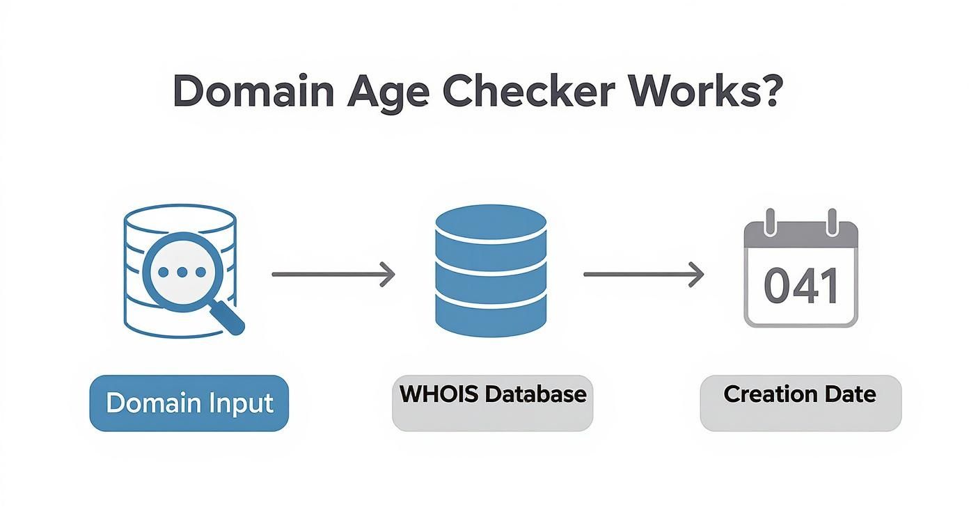 Flowchart showing domain age checker process from domain input through WHOIS database to creation date result
