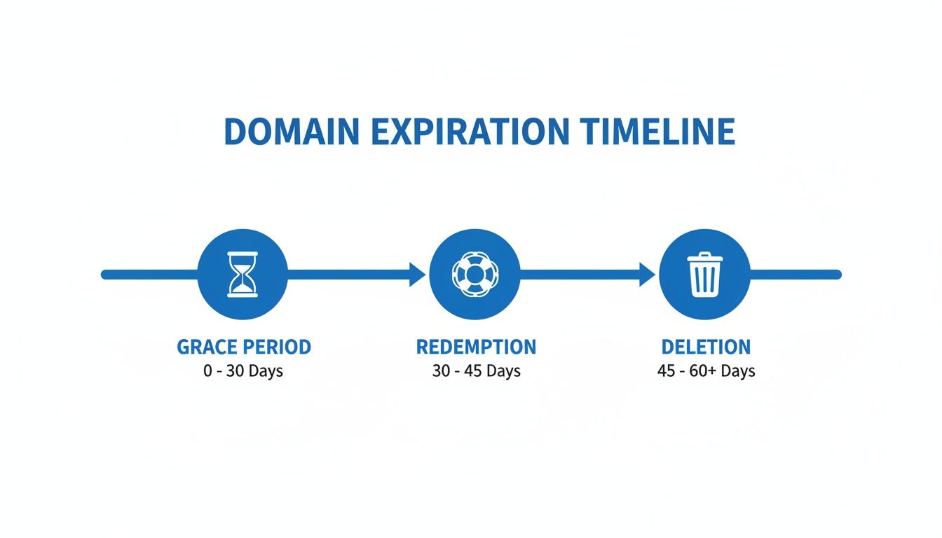 A timeline illustrating the three stages of domain expiration: Grace Period, Redemption, and Deletion.
